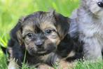 Leuke Gezelschapshondjes., Dieren en Toebehoren, Nederland, Parvo, Overige rassen, 8 tot 15 weken