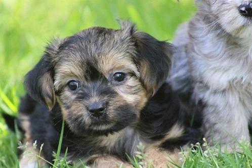Leuke Gezelschapshondjes., Dieren en Toebehoren, Honden | Chihuahua's en Gezelschapshonden, Meerdere, Meerdere dieren, CDV (hondenziekte)