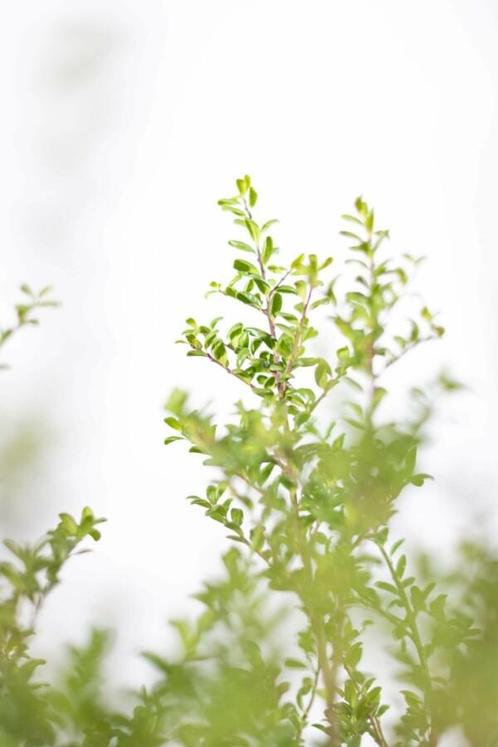 Chinese Hulst Ilex crenata Convexa Haag 60-80 Kluit, Tuin en Terras, Planten | Struiken en Hagen