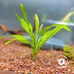 Echinodorus Bleheri Amazone, Dieren en Toebehoren, Ophalen, Nieuw