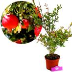 granaatappel Punica granatum Acco + Pot 17cm, Verzenden, Volle zon