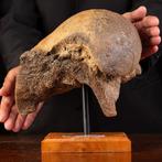 Wolharige mammoet - Fossiel dijbeen - Mammuthus primigenius, Verzamelen