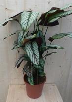 Calathea Whitestar Pauwenplant wit blad 60 cm - Warentuin Na, Verzenden