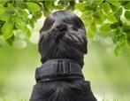 Luxe robuuste Rogz Utility Class halsband voor honden, Verzenden, Nieuw