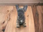 Prachtige Franse bulldog pups zoeken een goed huis, Meerdere, Parvo, Bulldog, Meerdere dieren