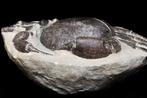 Krab - Gefossiliseerd dier - Tumidocarcinus giganteus - 18.5, Verzamelen