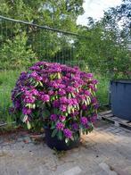 Rhododendron Hybr. Azurro 90-100cm, Tuin en Terras, Planten | Bomen, Ophalen