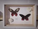 Vlinder Taxidermie wandmontage - Atrophaneura Sempri-Couple, Antiek en Kunst