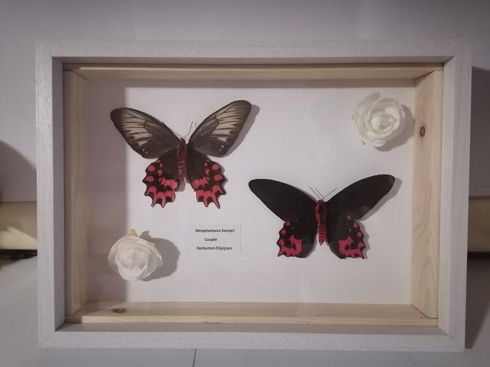 Vlinder Taxidermie wandmontage - Atrophaneura Sempri-Couple, Antiek en Kunst, Curiosa en Brocante