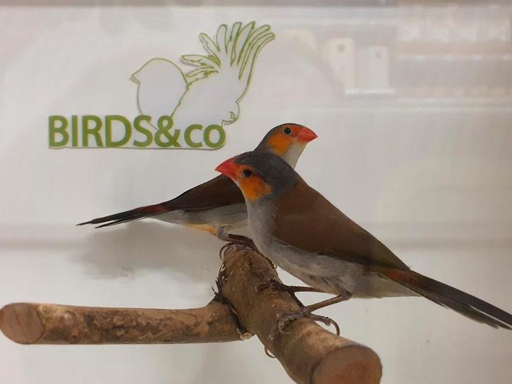 Mooie vogels beschikbaar. Vandaag geopend., Dieren en Toebehoren, Vogels | Overige Vogels, Meerdere dieren