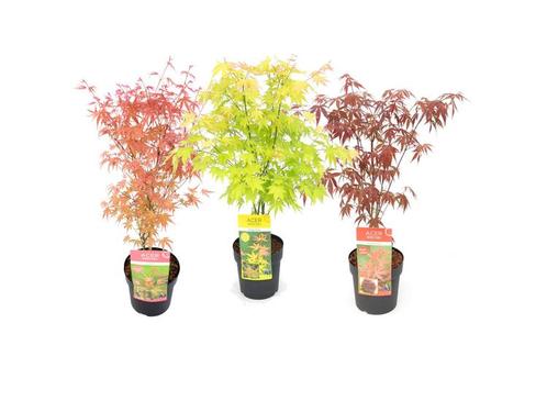 Set van 3 XL Winterharde Japanse Esdoorns, Huis en Inrichting, Kamerplanten, Verzenden