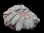 Fossiel - Fossiele matrix - Oviraptor sp. - 45 cm - 40 cm