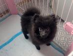 Super lief pomeranian pomeriaan reutje, perfect bij kids