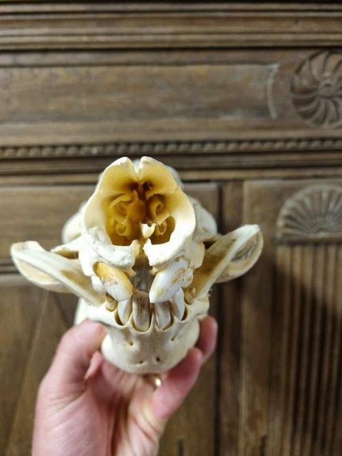 Penseelzwijn Schedel van een zoogdier - Potamochoerus porcus, Verzamelen, Dierenverzamelingen