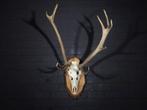 Abnormal Red Stag Trophy Schedel - Cervus elaphus - 0 cm - 0, Nieuw