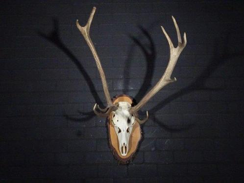 Abnormal Red Stag Trophy Schedel - Cervus elaphus - 0 cm - 0, Verzamelen, Dierenverzamelingen