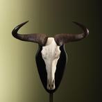Blauwe Gnoe Schedel Taxidermie Opgezette Dieren By Max, Verzamelen, Dierenverzamelingen, Ophalen of Verzenden, Nieuw, Wild dier