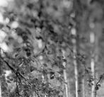 Nata Chebotareva (1972) - Birches