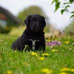 Friese Stabij x Golden Retriever pups met schr garantie, Dieren en Toebehoren, Honden | Retrievers, Spaniëls en Waterhonden, Parvo
