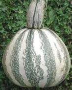 Vera Cruz Pepita pompoen basiseenheid zaden, Ophalen of Verzenden, Nieuw