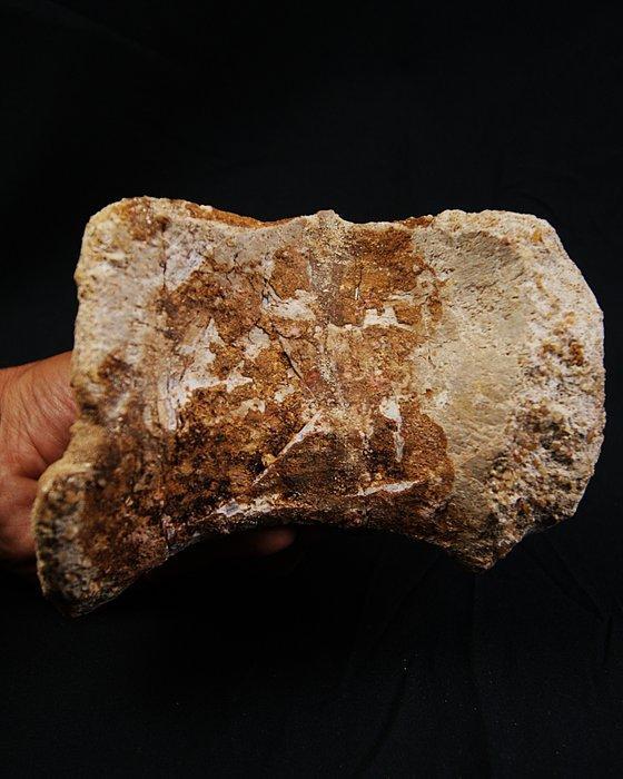 Uitzonderlijke wervel van Spinosaurus - Fossiel wervelbot -, Verzamelen, Mineralen en Fossielen