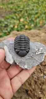 Trilobiet - Gefossiliseerd dier - Trilobite Phacops, Verzamelen, Mineralen en Fossielen