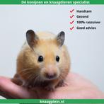 Lieve handtamme Goudhamsters / Syrische hamsters !, Dieren en Toebehoren, Knaagdieren, Meerdere dieren, Hamster, Tam