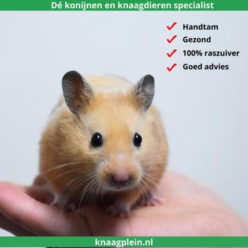 Lieve handtamme Goudhamsters / Syrische hamsters ! beschikbaar voor biedingen