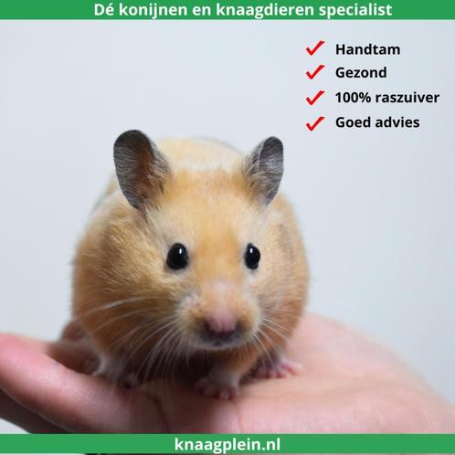 Lieve handtamme Goudhamsters / Syrische hamsters !, Dieren en Toebehoren, Knaagdieren, Hamster, Meerdere dieren, Tam, Na 1 juli 2024