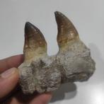 Mosasaurus - Gefossiliseerde kaak - reptil marino - 8.5 cm -, Verzamelen