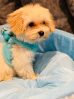 Maltipoo pups f1 mogen gelijk verhuizen NL nestje, Dieren en Toebehoren, Honden | Chihuahua's en Gezelschapshonden, Parvo, Overige rassen