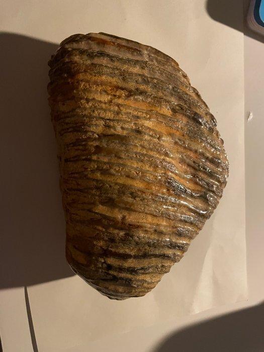 Fossiele kies - 13 cm, Verzamelen, Mineralen en Fossielen