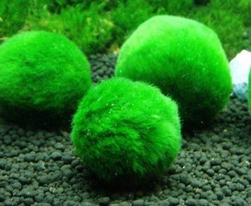 Mosballen Medium 3-4 cm (Aquariumplanten) beschikbaar voor biedingen