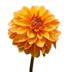 Bloembollen - 14 x Dahlia Summer Flame - oranje, Verzenden, Voorjaar, Volle zon, Bloembol