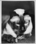 RENÉ-JACQUES (René Giton, dit) (1908-2003 - Kodak (le chat
