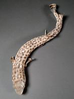 Hondshaai Taxidermie volledige montage - Scyliorhinus Sp. -, Verzamelen, Dierenverzamelingen, Nieuw