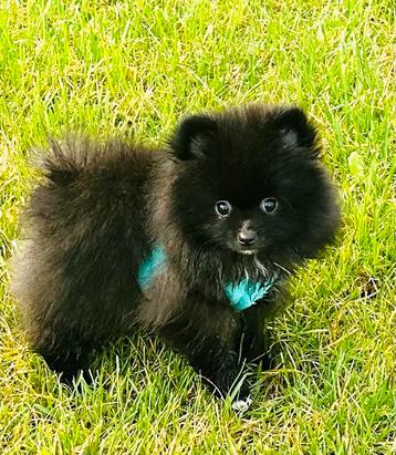 Mooi, klein, raszuiver pomeranian pomeriaan reutje beschikbaar voor biedingen