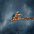 Matthieu van Riel - Kingfisher