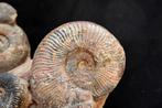 Ammoniet - Gefossiliseerd dier - pseudogrammoceras
