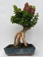 Bougainvillea bonsai (Bougainvillea glabra) - Hoogte (boom):
