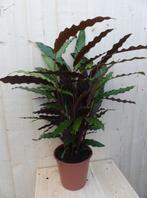 Calathea Wave Star Pauwenplant smal donkergroen blad 60 cm -, Huis en Inrichting, Kamerplanten, Verzenden