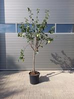 Oude kweepeerboom - Cydonia oblonga - Omtrek: 12-16 cm | Hal, Tuin en Terras, Planten | Bomen, Ophalen of Verzenden