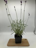 Lavendel (lavandula) ang. Hidcote, Tuin en Terras, Planten | Tuinplanten, Overige soorten, Vaste plant, Verzenden, Halfschaduw