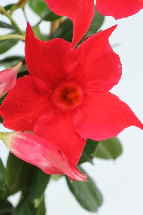 Sundaville Rek - Red, Tuin en Terras, Planten | Tuinplanten, Ophalen of Verzenden