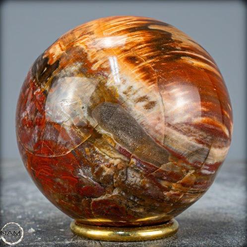 Natuurlijke sfeer van versteend hout- 779.31 g, Verzamelen, Dierenverzamelingen