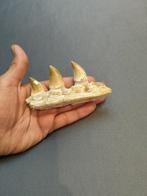 Mosasaurus - Fossiele tanden - mosasaurus - 6 cm - 12 cm