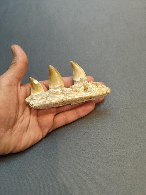 Mosasaurus - Fossiele tanden - mosasaurus - 6 cm - 12 cm, Verzamelen, Mineralen en Fossielen
