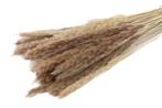 Fluffy Pampas 35gr 75-80cm Naturel Pampas gras, Ophalen of Verzenden, Nieuw