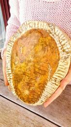 Trilobiet - Gefossiliseerd dier - Cambropallas -, Nieuw