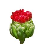 Bloembollen - 40 x Tulp Bulls Eye - rood, Tuin en Terras, Bloembollen en Zaden, Verzenden, Voorjaar, Volle zon, Bloembol